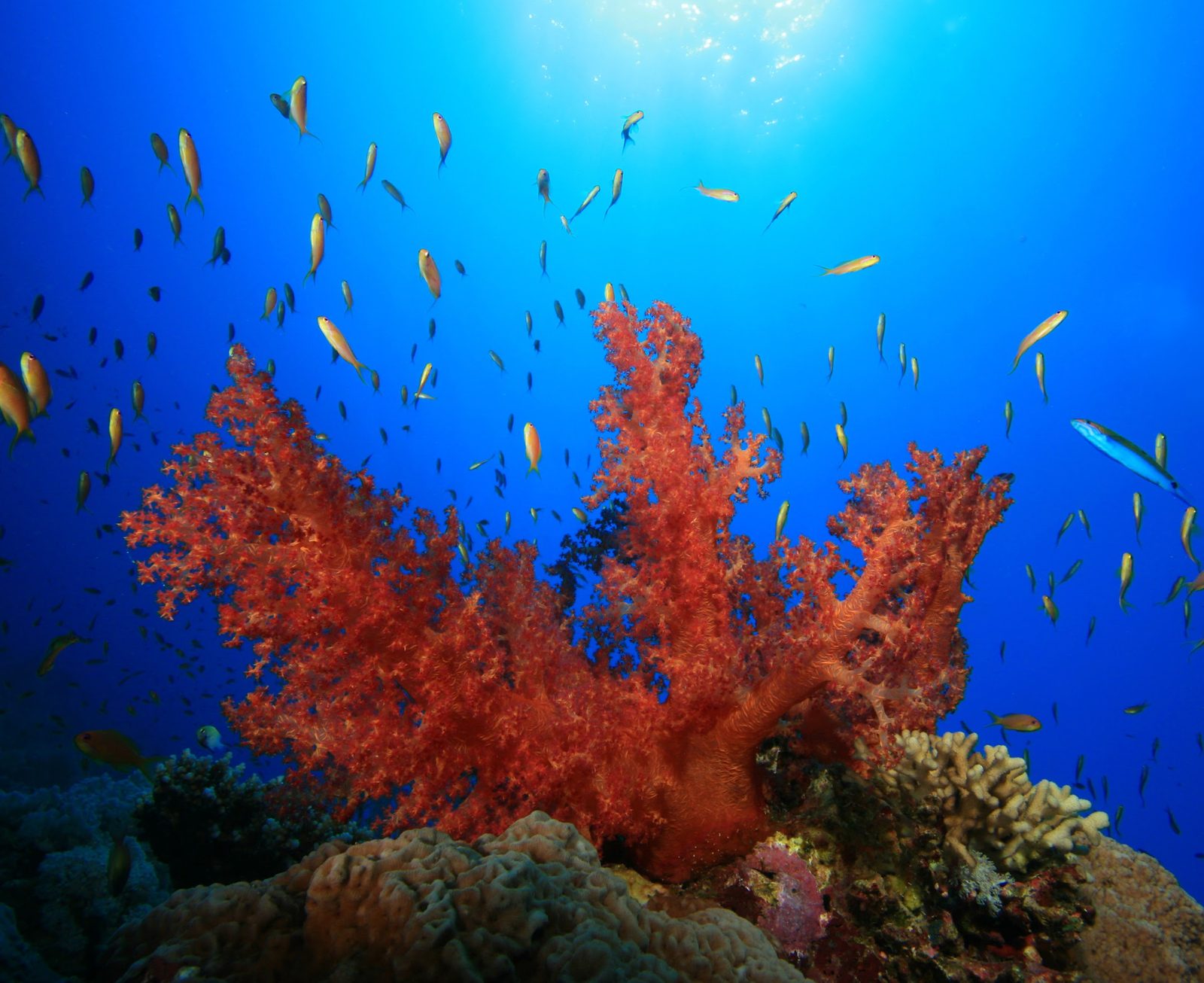 Coral reef ecosystem