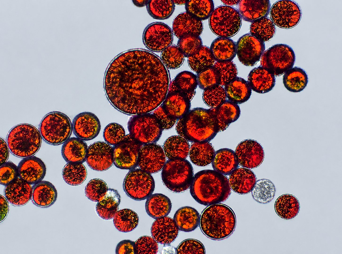 Microalgae