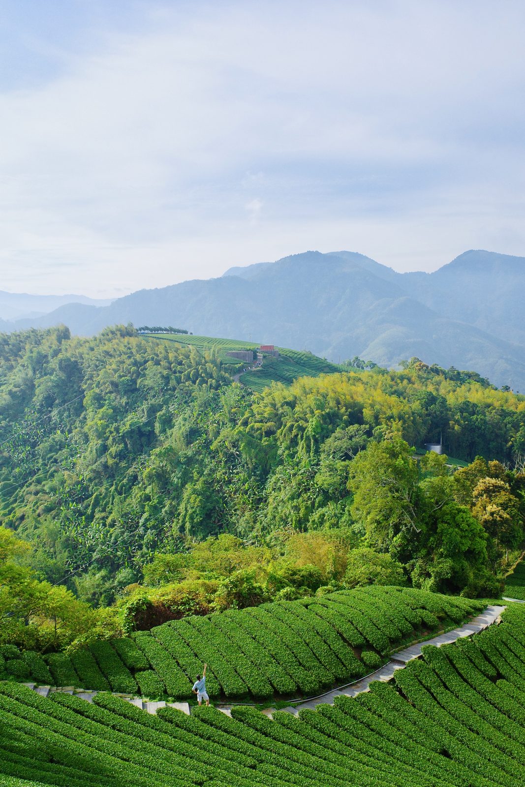 Uji Tea