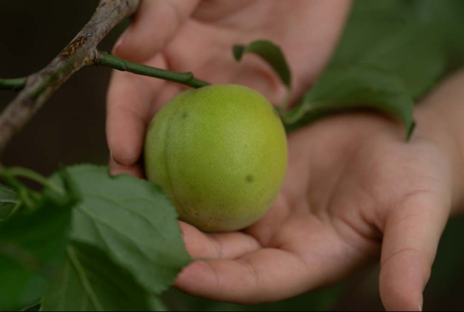 UME plum in hand