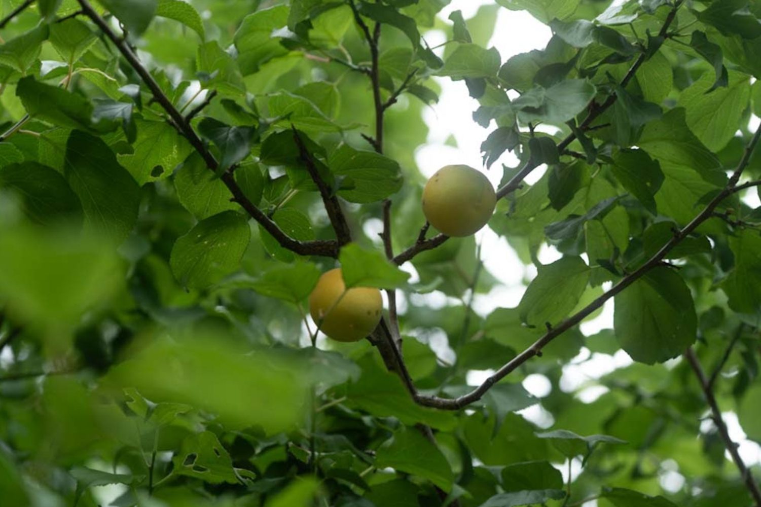 UME plums on the tree