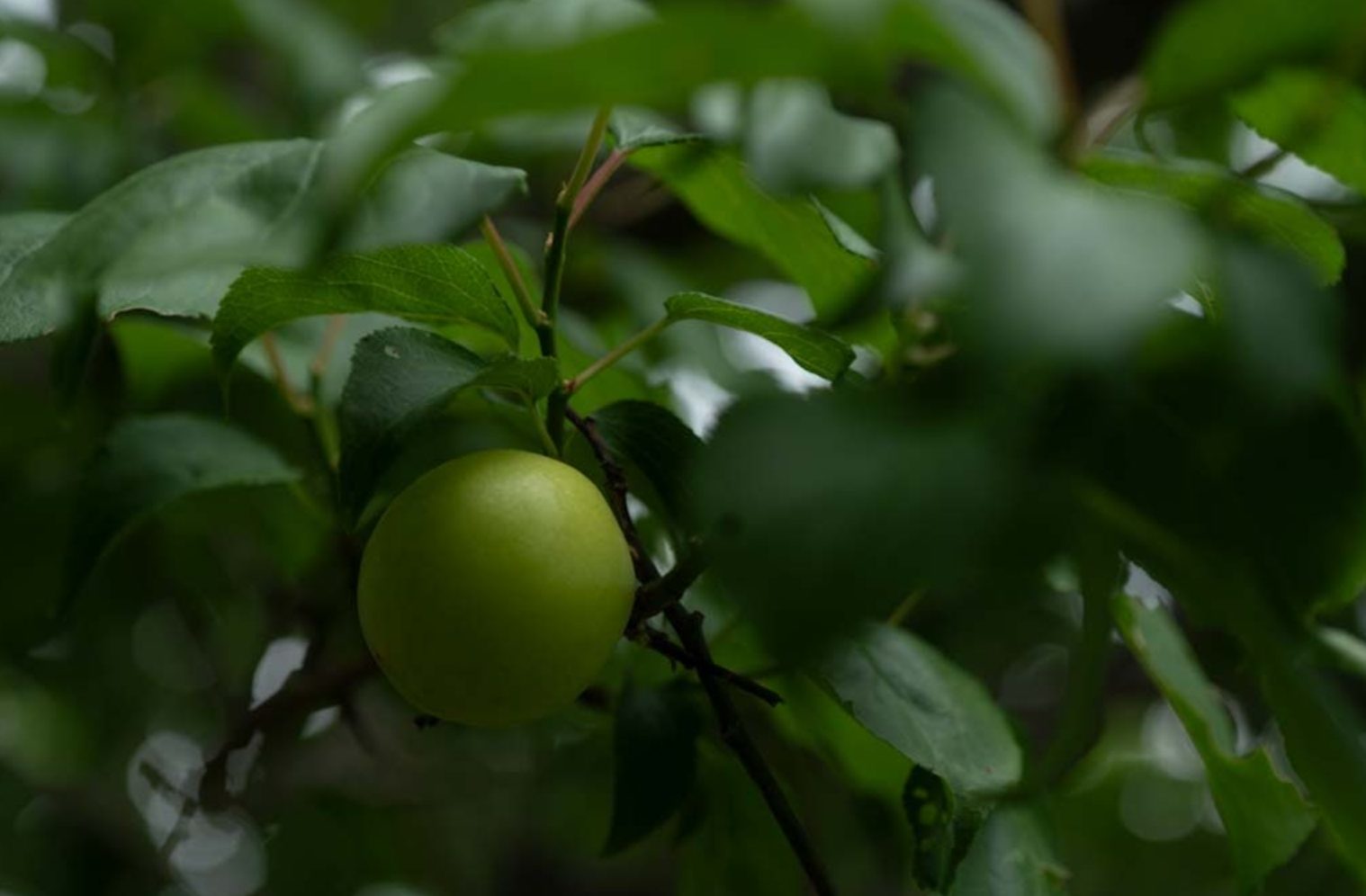 UME plum ripening